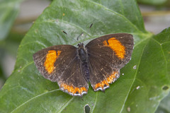 Heliophorus