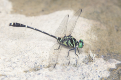 Burmagomphus vermicularis