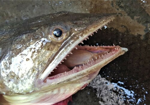 Sechura lizardfish (Synodus sechurae) — Synodontidae — 3