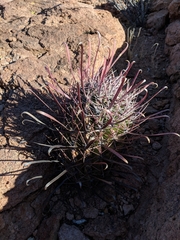 Ferocactus peninsulae