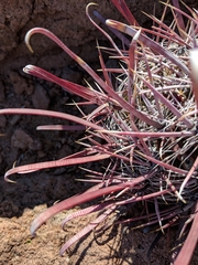 Ferocactus peninsulae