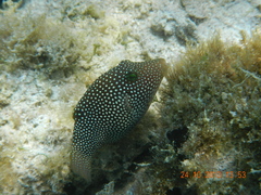 Canthigaster punctatissima