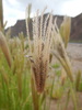 Feather Finger Grass - Photo (c) Matt Lavin, some rights reserved (CC BY-SA)