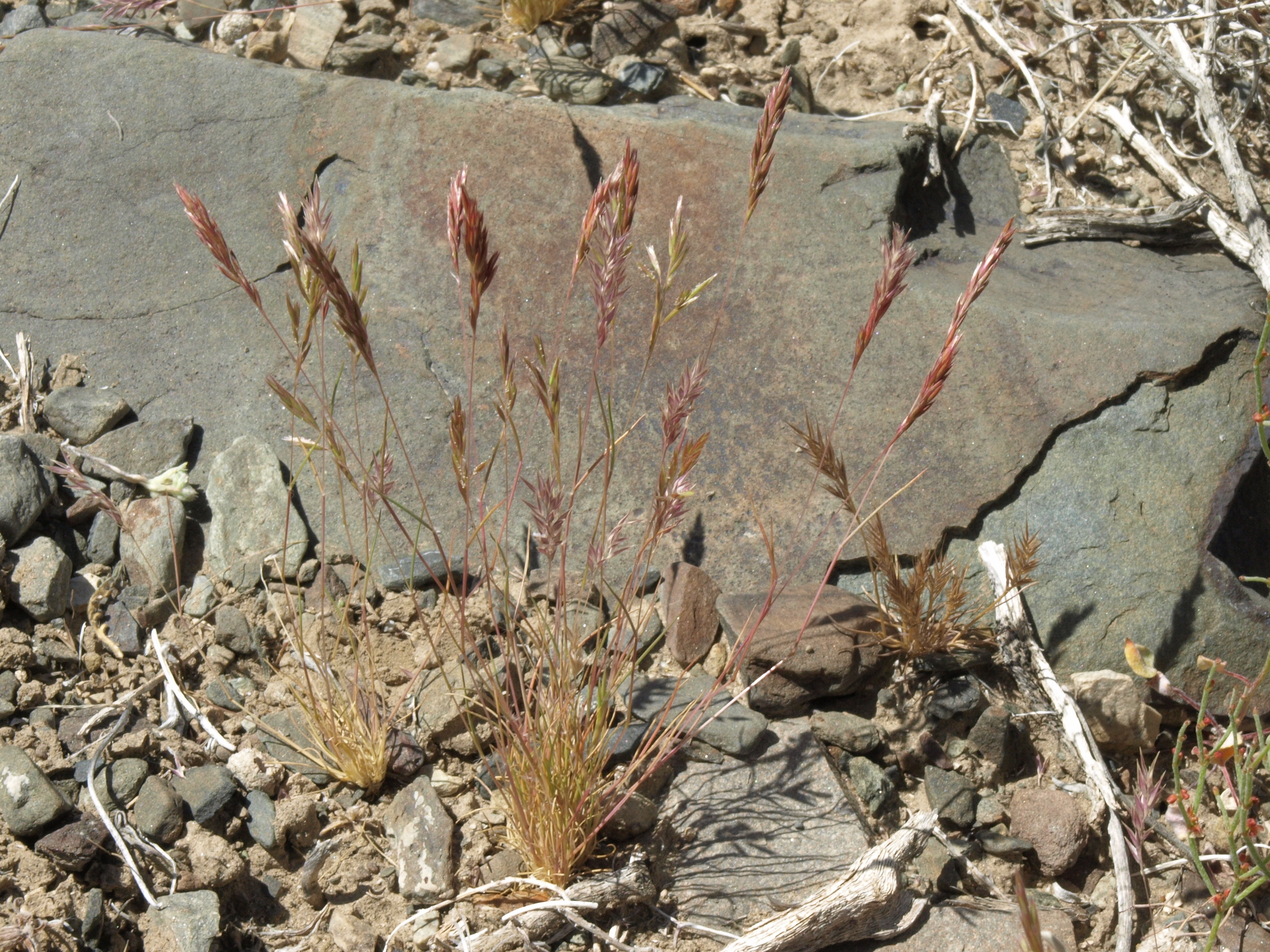 Schismus arabicus