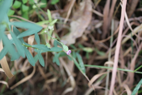 Silene oropediorum image