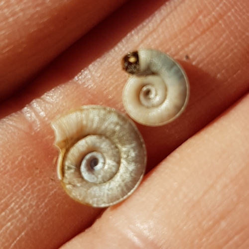 Margined Ram's-horn, 6579 Kekerdom, Netherlands, photo 9 of 10