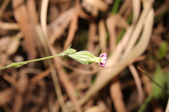 Silene oropediorum image