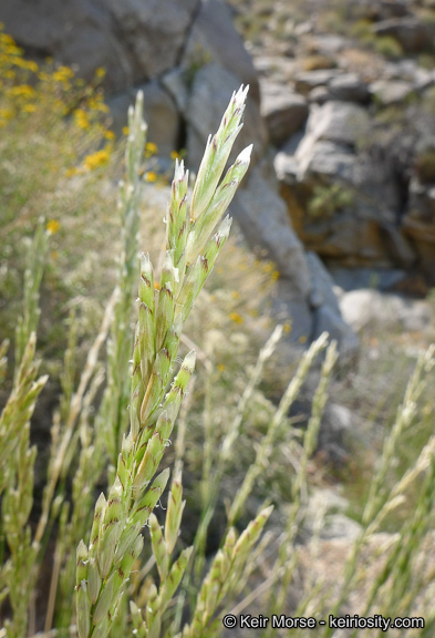 Melica frutescens