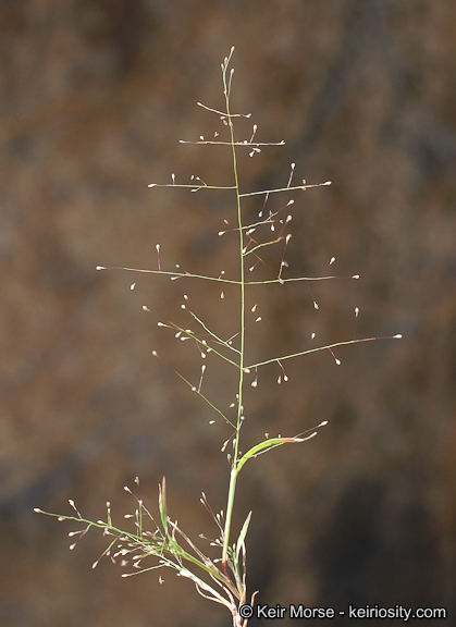 Muhlenbergia minutissima