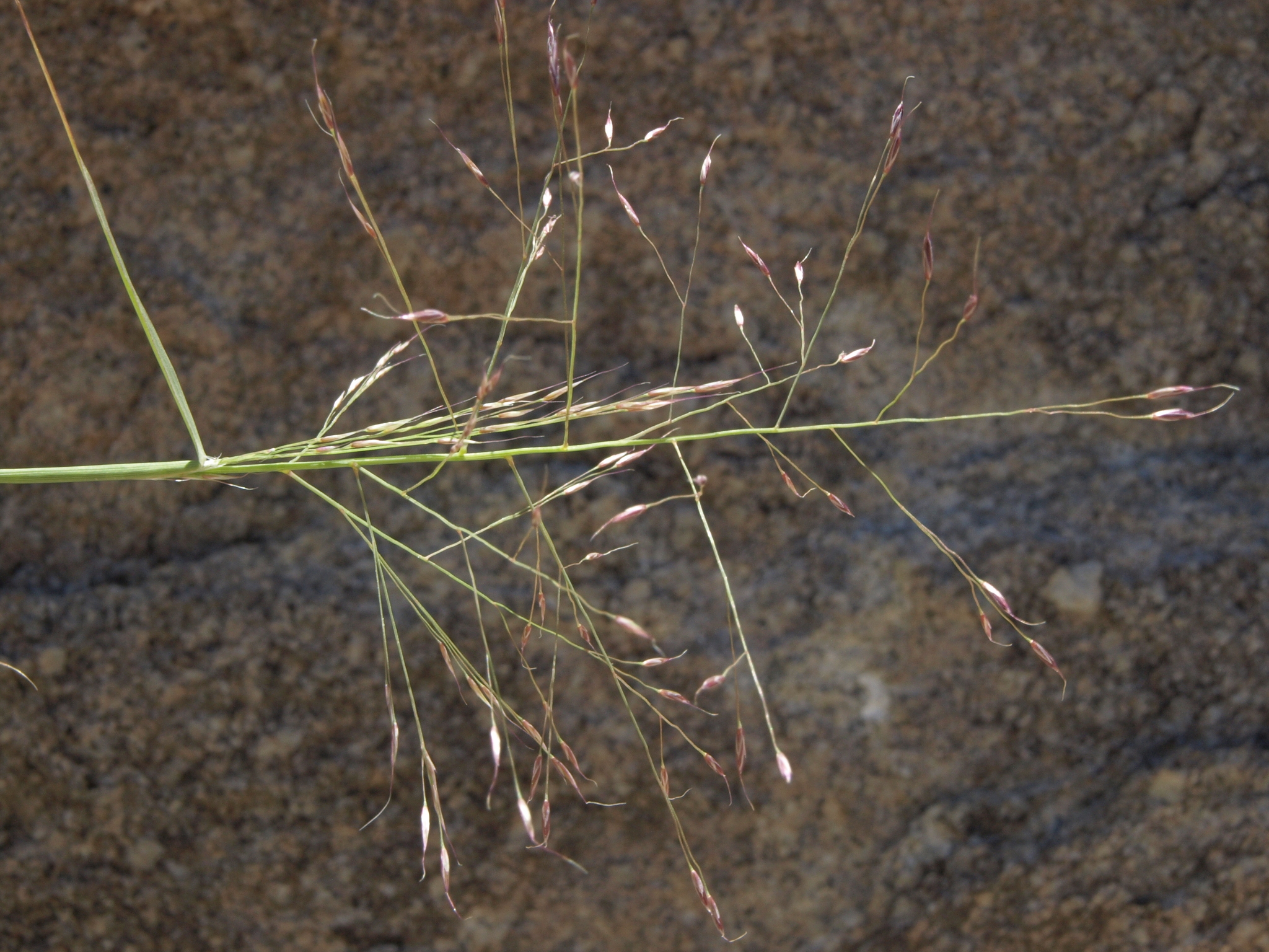 Muhlenbergia porteri