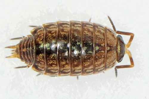 Common Striped Woodlouse