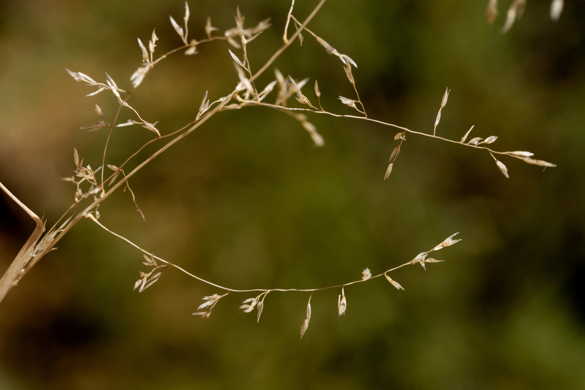 Sporobolus flexuosus