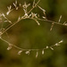 Mesa Dropseed - Photo no rights reserved