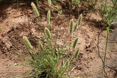 Polypogon monspeliensis image