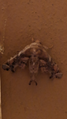 Eutelia pulcherrimus