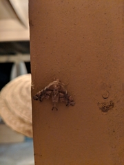 Eutelia pulcherrimus