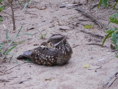 Caprimulgus asiaticus