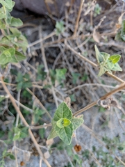 Bahiopsis triangularis