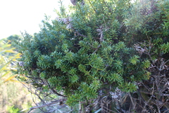 Podocarpus totara waihoensis