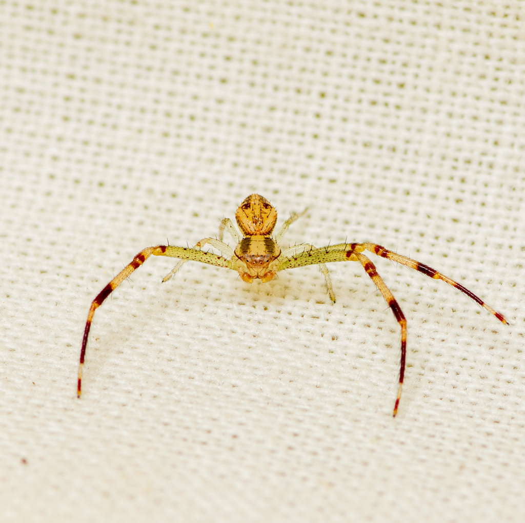 Mecaphesa dubia