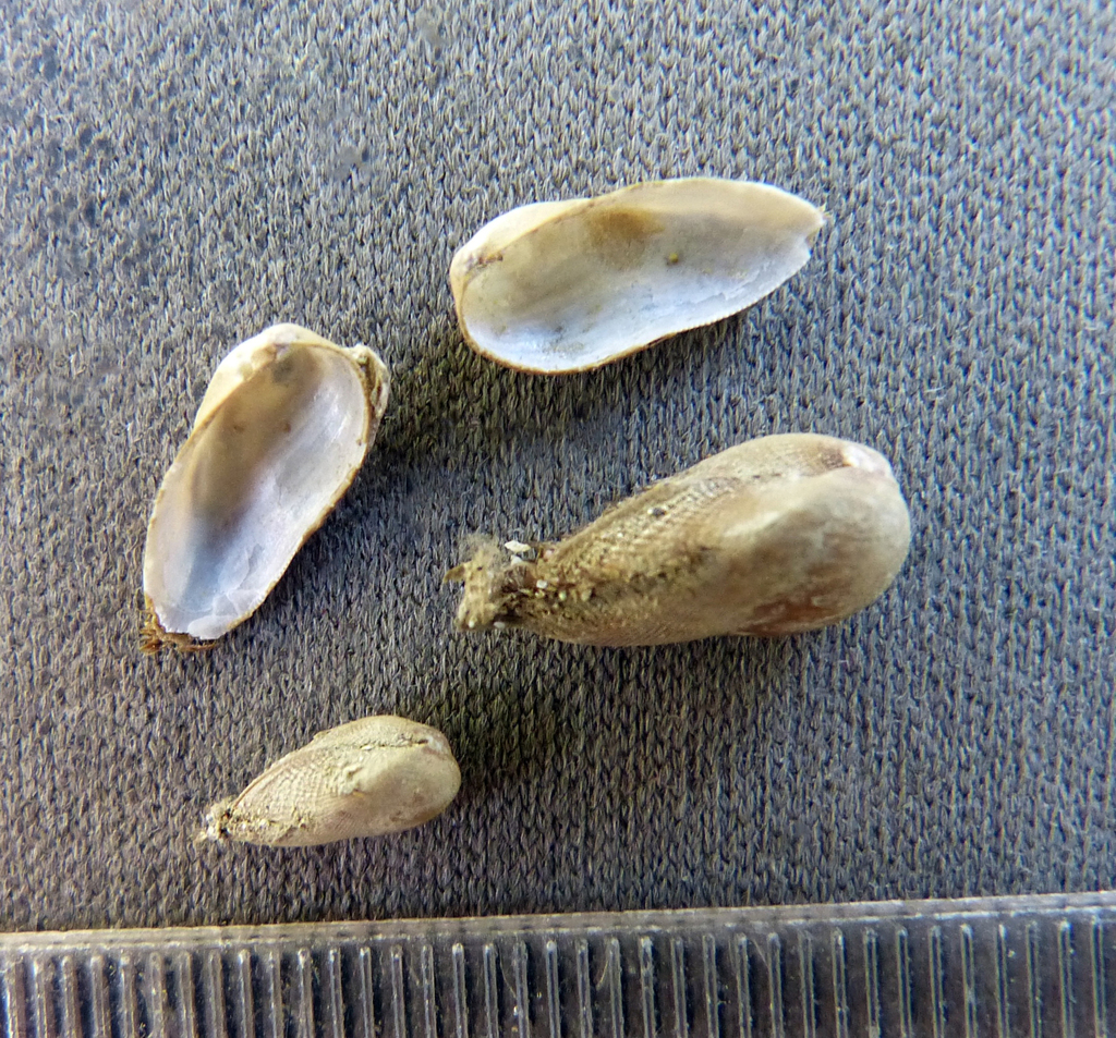 Cancellate Mussel