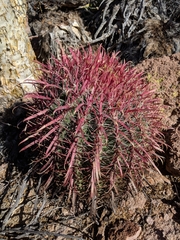 Ferocactus gracilis