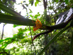 Maxillaria variabilis