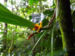 Maxillaria variabilis
