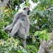 Sri Lankan Grey Langur - Photo (c) joysglobal, some rights reserved (CC BY-NC), uploaded by joysglobal