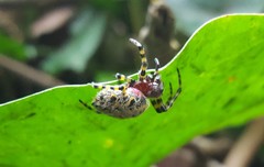 Alpaida alticeps