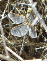 Rhionaeschna dugesi