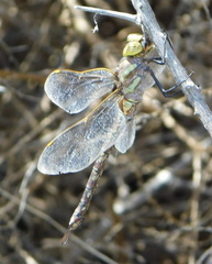 Rhionaeschna dugesi