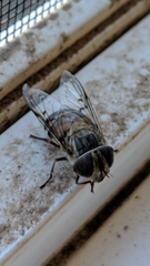 Copestylum isabellina