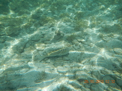 Sphoeroides annulatus