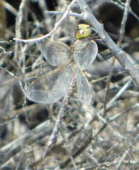 Rhionaeschna dugesi