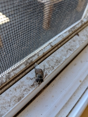 Copestylum isabellina