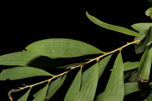 Image of Hakea dactyloides by (c) Greg Tasney, some rights reserved (CC BY-SA)