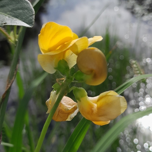 Image of Vigna longifolia by (c) Daniel Dias, some rights reserved (CC BY-SA)