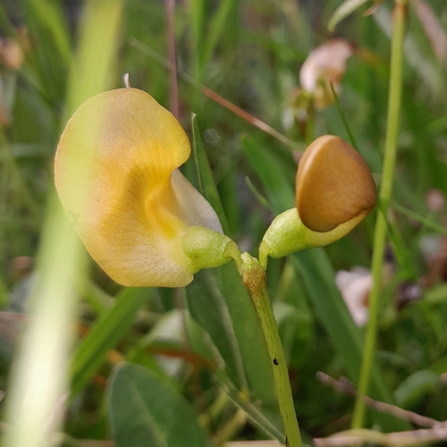 Image of Vigna longifolia by (c) Daniel Dias, some rights reserved (CC BY-SA)