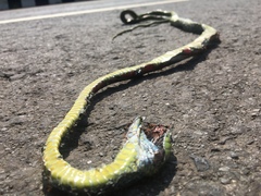 Boiga cyanea