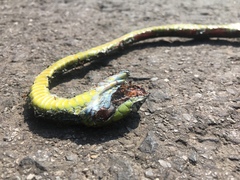 Boiga cyanea