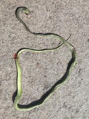 Boiga cyanea