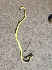Boiga cyanea
