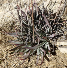 Dudleya saxosa