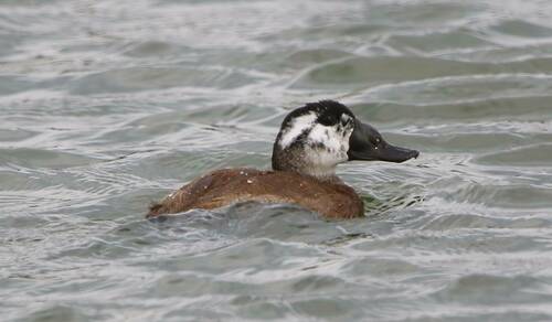 White-headed Duck