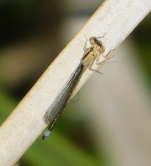 Ischnura cervula