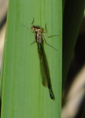 Ischnura cervula