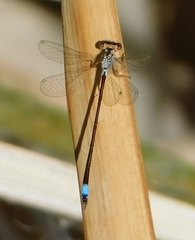 Ischnura cervula