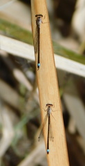 Ischnura cervula