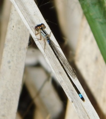 Ischnura cervula